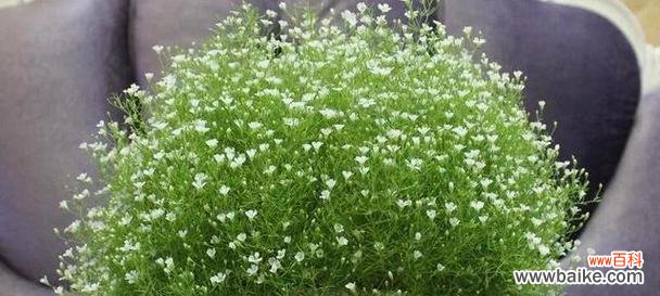 解读白色满天星的美丽心语与深远寓意 白色满天星花语与寓意