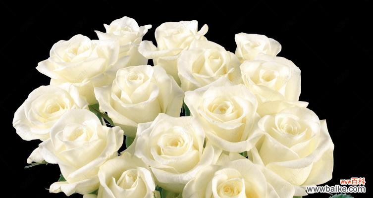 揭示白色玫瑰花的象征意义，白色的华美缔造浪漫情感 白色玫瑰花的寓意