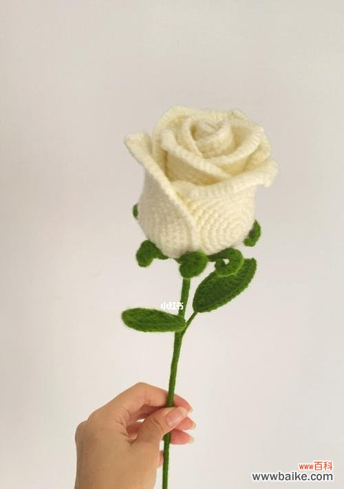 探秘白色玫瑰花的浪漫与纯洁 白色玫瑰花的寓意与象征意义