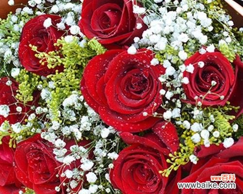 深情热烈 大红色玫瑰的花语