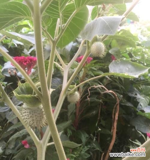 揭示刺球花开的神秘与美丽 以刺球开花的寓意与兆头