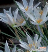 探寻葱花的神秘意义 葱花的花语及寓意解析