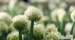 探寻葱花开放的象征意义与祥瑞之兆 以葱开花的寓意和预兆