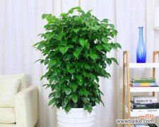 迎接好运的秘诀 大叶海棠的风水寓意与摆放位置