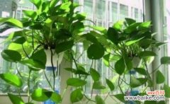 探究大叶绿萝的神秘力量与传统风水学 大叶绿萝的风水寓意与摆放位置