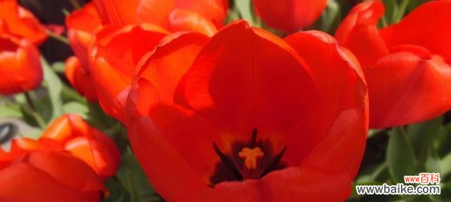 玫瑰 爱情专一之花——玫瑰