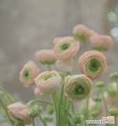 探索人类傲慢和自负的象征 傲慢高傲的花