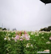 秋花的意义是什么？秋花的寓意是什么？