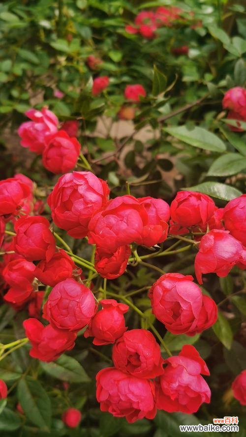 盛开花卉的美好寓意是什么？