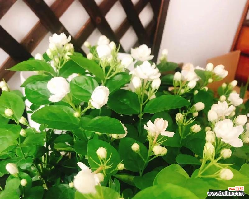 茉莉花茶的花语寓意有何特别?