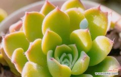 成长寓意的花有哪些？它们如何代表生命的力量？