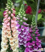 五种花卉组合的送礼意义是什么？如何选择合适的花卉组合？