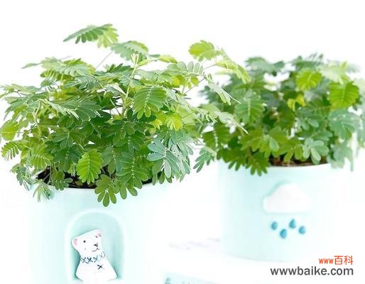 五种花卉组合的送礼意义是什么？如何选择合适的花卉组合？