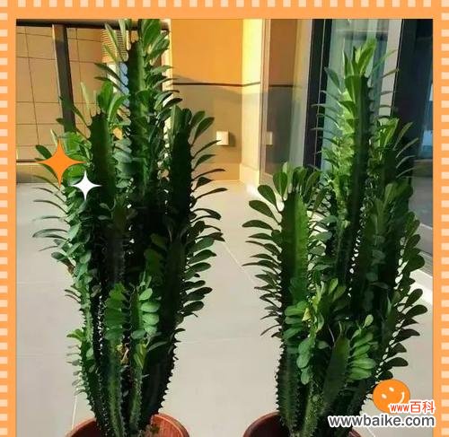 寓意平安如金的花卉及其含义是什么？