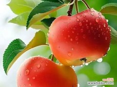 寓意平安如金的花卉及其含义是什么？