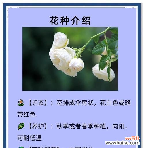 两白一黑花有何寓意？花卉中传递了哪些信息？