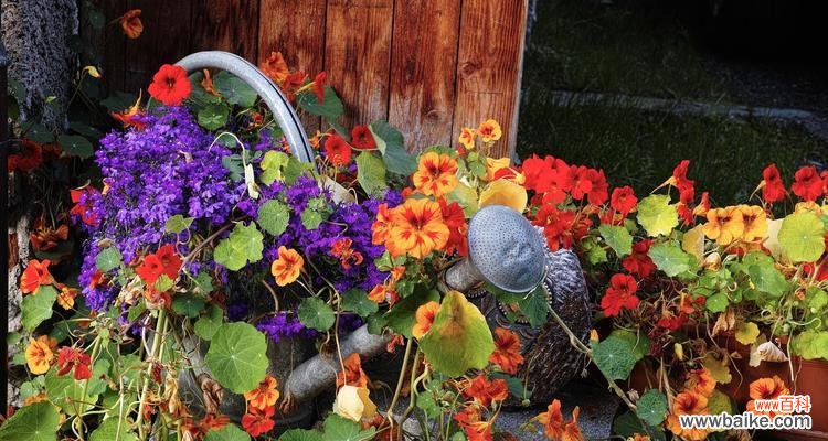 两白一黑花有何寓意？花卉中传递了哪些信息？