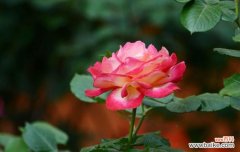 两白一黑花有何寓意？花卉中传递了哪些信息？