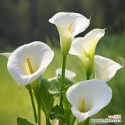 白色花朵象征着什么？它们在不同文化中的含义是什么？