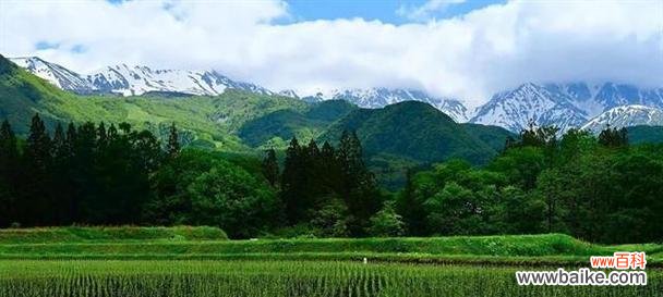 水田花的含义是什么?水田花在自然界中的作用和意义是什么?