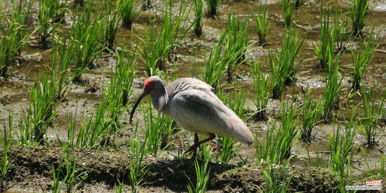 水田花的含义是什么?水田花在自然界中的作用和意义是什么?