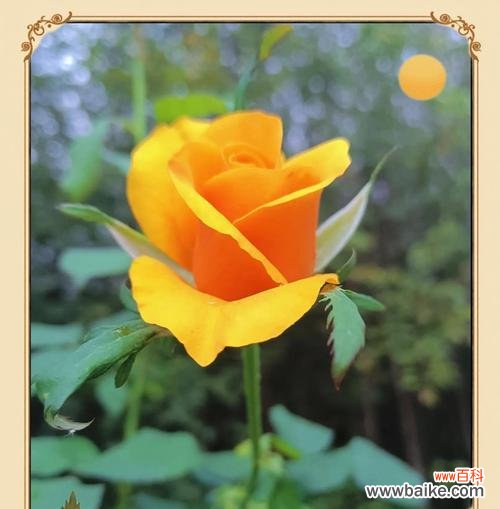 不同颜色玫瑰代表的不同情感是什么？