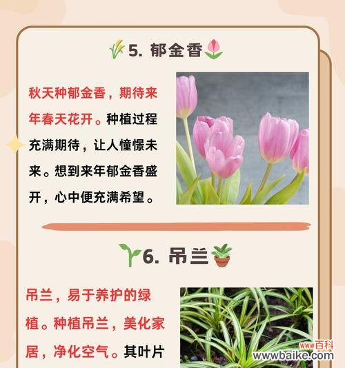 菊花的花语含义有哪些？象征意义是什么？