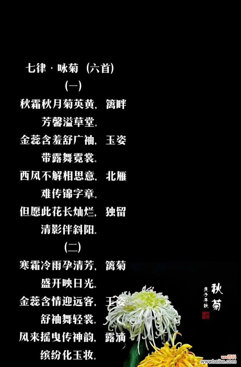 菊花的花语含义有哪些？象征意义是什么？