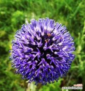 打破枷锁的花有哪些象征？哪些花代表打破枷锁？