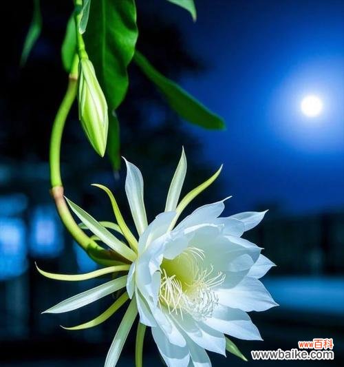 打破枷锁的花有哪些象征？哪些花代表打破枷锁？