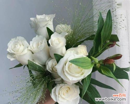 探寻白色玫瑰背后的深层寓意 白色玫瑰的含义及象征意义