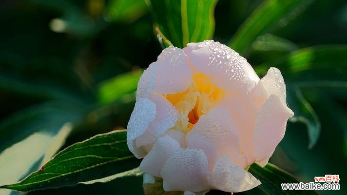 探寻白色牡丹花背后的深意 白色牡丹花的寓意与美丽