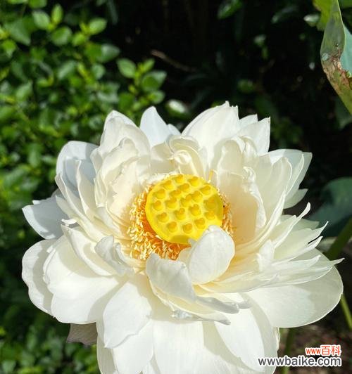 探寻白色牡丹花背后的深意 白色牡丹花的寓意与美丽