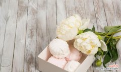 探寻白色牡丹花背后的深意 白色牡丹花的寓意与美丽