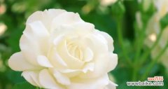 揭示白色玫瑰的独特花语，让爱情绽放 白色玫瑰的花语及其传达的爱情美好