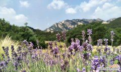 清新美丽的花海，以白色薰衣草为主角 白色薰衣草的花语与寓意