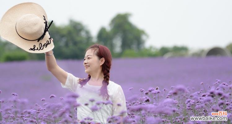 清新美丽的花海，以白色薰衣草为主角 白色薰衣草的花语与寓意