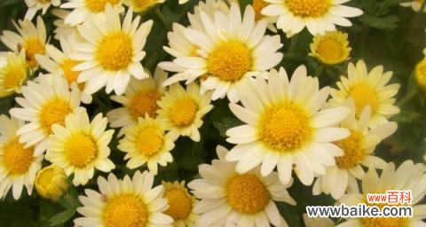 探索白色小雏菊的神秘语言 白色小雏菊的花语与意义