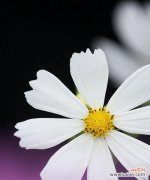 探索白色小雏菊的神秘语言 白色小雏菊的花语与意义