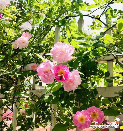 探索白色蔷薇花的美丽之旅 白色蔷薇花语