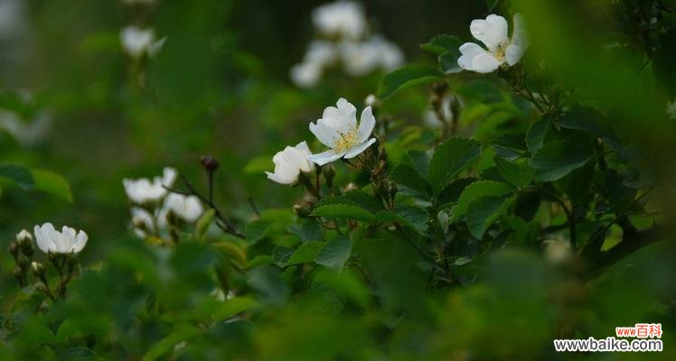 探索白色蔷薇花的美丽之旅 白色蔷薇花语