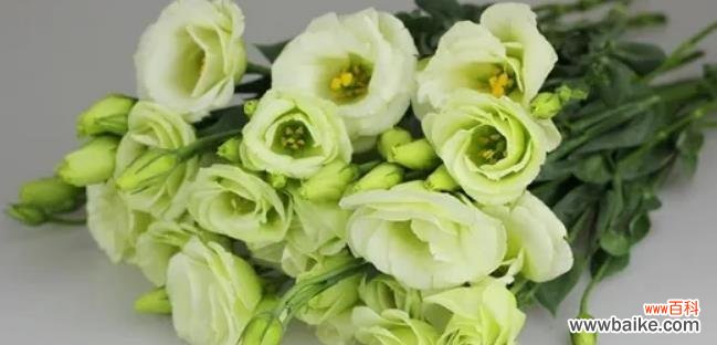 洋桔梗的寓意与象征，探秘白色洋桔梗的花语 白色洋桔梗花语的意义与传承