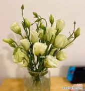 洋桔梗花语揭示人生哲理的奥秘 白色洋桔梗的花语