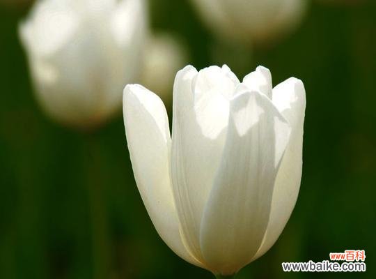 揭示郁金香的美丽和神秘 白色郁金香的花语与寓意