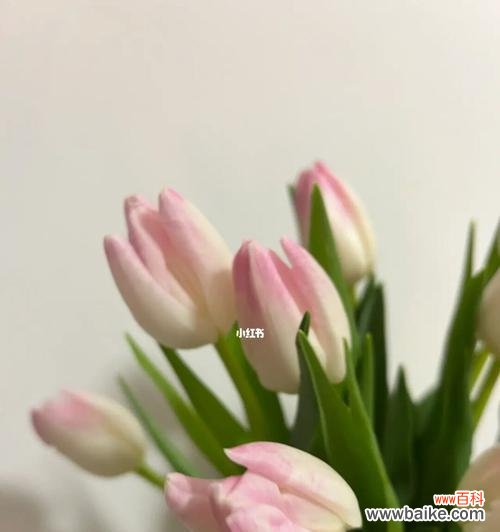 揭示郁金香的美丽和神秘 白色郁金香的花语与寓意