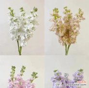 揭示白色紫罗兰花语的深层含义及象征意义 白色紫罗兰花语