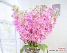 探索白色紫罗兰花的美丽和寓意，以及它们在人们生活中的作用 白色紫罗兰的花语与意义