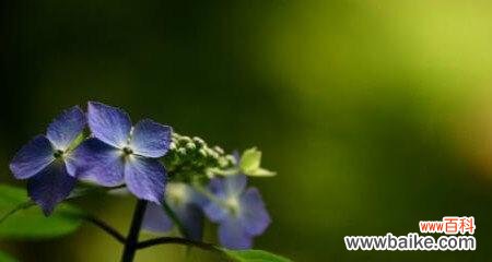 探索白色紫罗兰花的美丽和寓意，以及它们在人们生活中的作用 白色紫罗兰的花语与意义