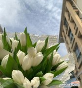 探寻白色郁金香的美丽花语 白色郁金香花语——纯洁与无暇