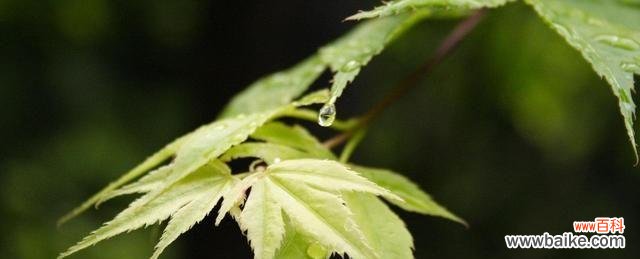 探索自然界中的痴情使者 揭秘代表痴情的植物